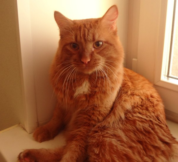 Потерялся рыжий кот Мурзик по ул Ленина, 34!!! Выпрыгнул из окна!  контактный телефон 89227849143 Марина X_c83958c6